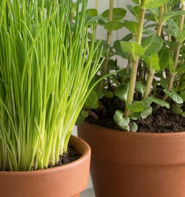 Planting herbs best sale in pots
